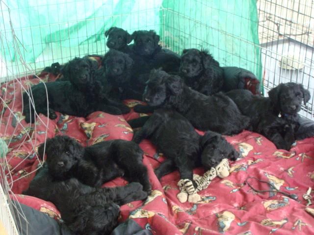puppies1.jpg