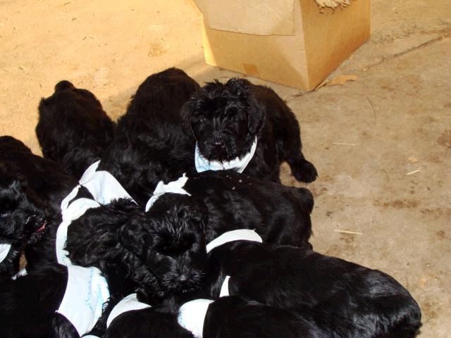 puppies3.jpg