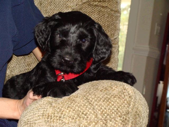 puppies5.jpg