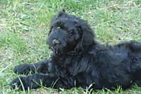 puppy1.jpg