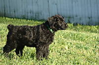 puppy2.jpg