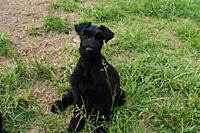 puppy4.jpg